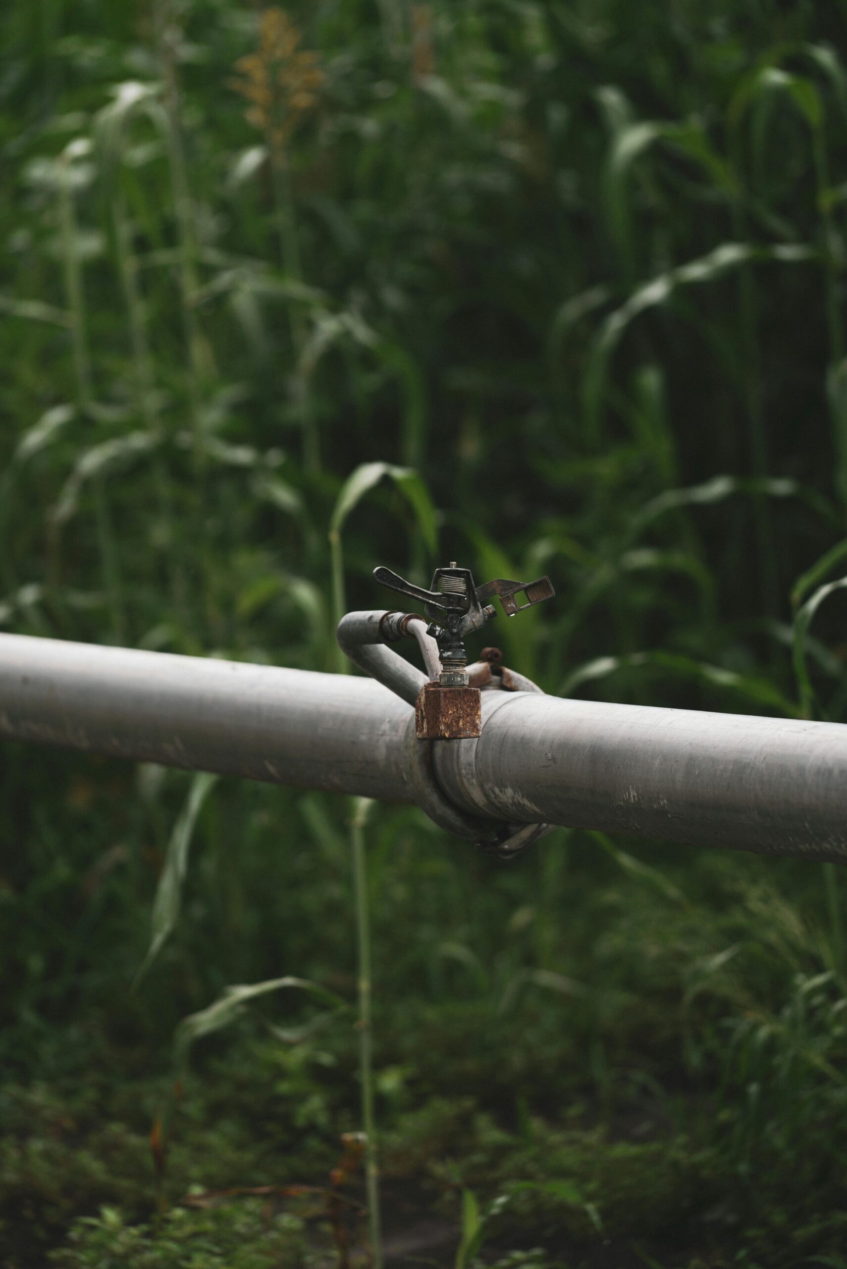 Photo by Los Muertos Crew: https://www.pexels.com/photo/a-focus-of-a-sprinkler-connected-to-a-pipe-next-to-a-corn-field-10041326/