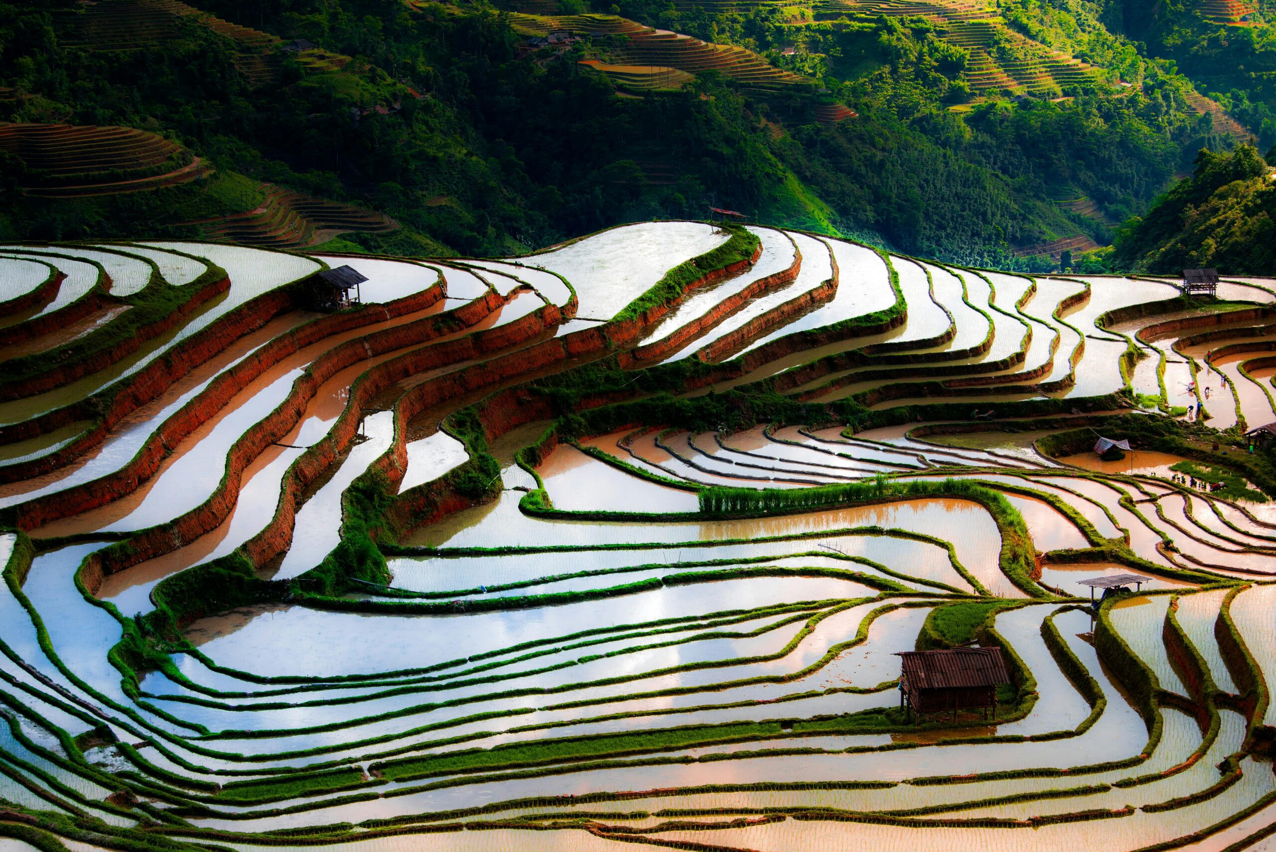 Photo by Duc Nguyen: https://www.pexels.com/photo/rice-fields-in-countryside-26068719/