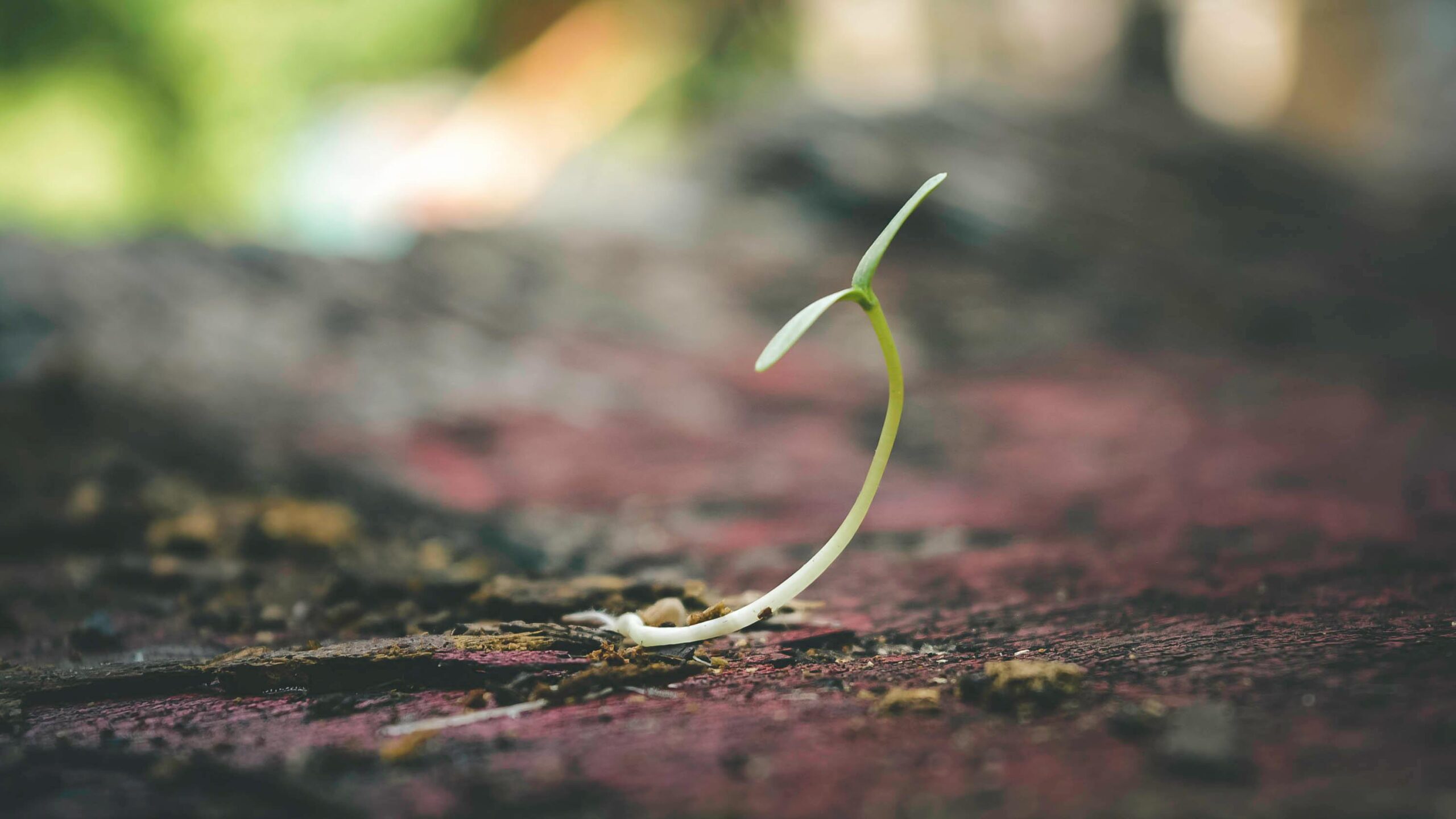 Photo by Gelgas Airlangga: https://www.pexels.com/photo/shallow-focus-of-sprout-401213/