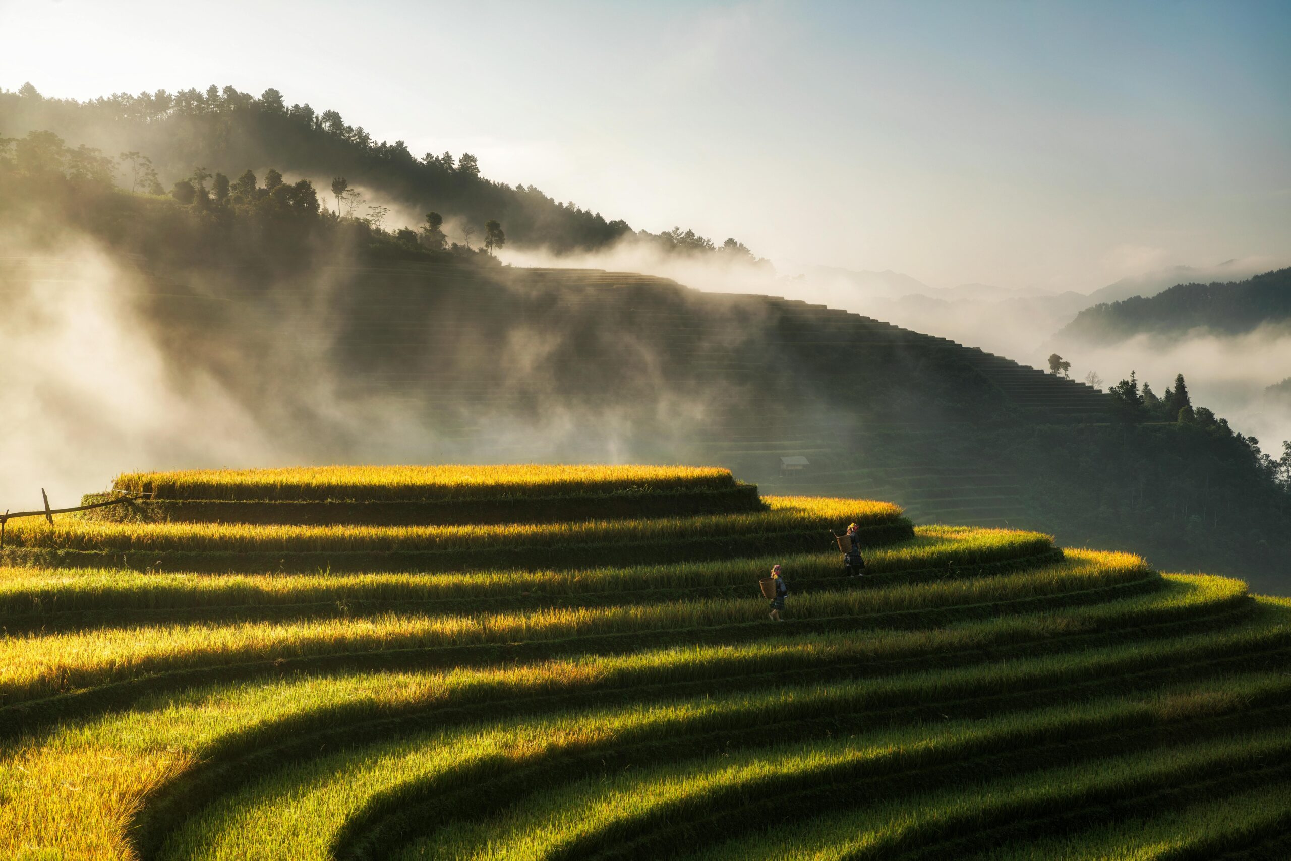 Photo by Hoach Le Dinh: https://www.pexels.com/photo/scenic-view-of-a-terrace-plantation-28120193/