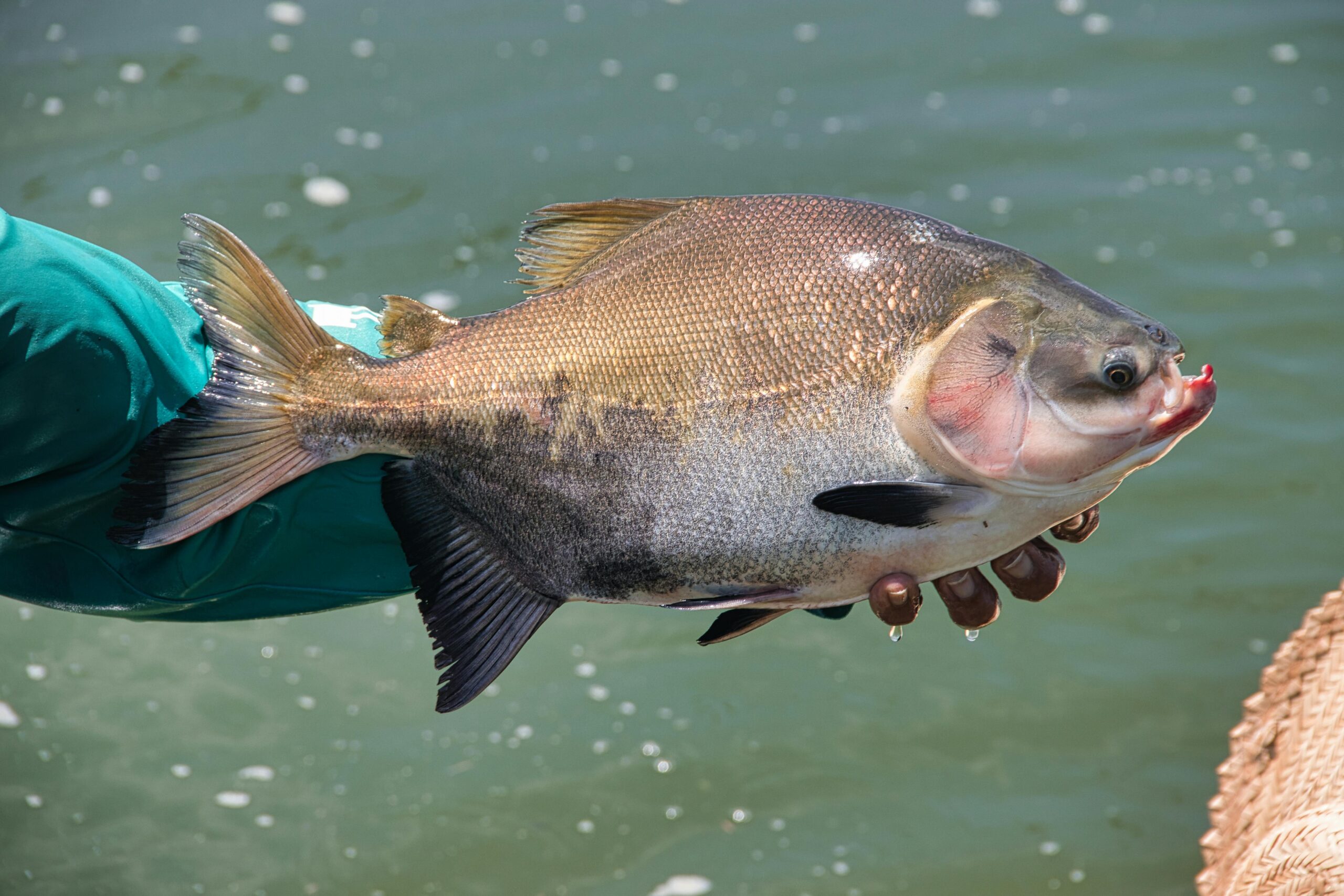 Photo by Ivo Brasil: https://www.pexels.com/photo/fisherman-holding-fish-20051836/