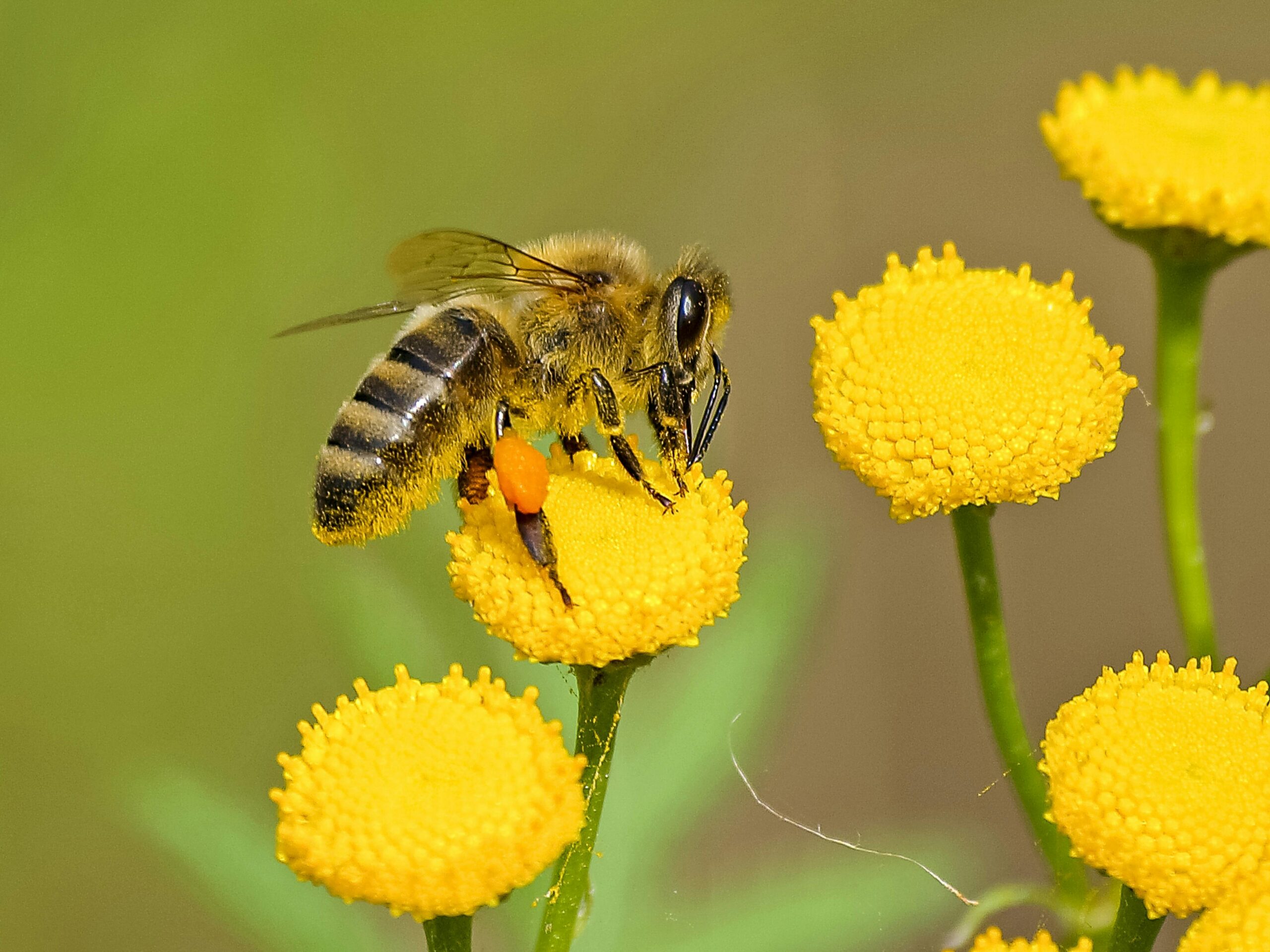 Photo by Pixabay: https://www.pexels.com/photo/brown-and-black-bee-on-yellow-flower-nectar-460961/