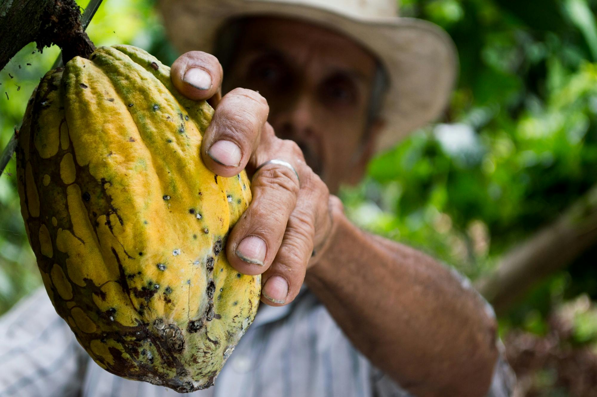Photo by Pixabay: https://www.pexels.com/photo/man-picking-yellow-cocoa-fruit-50707/