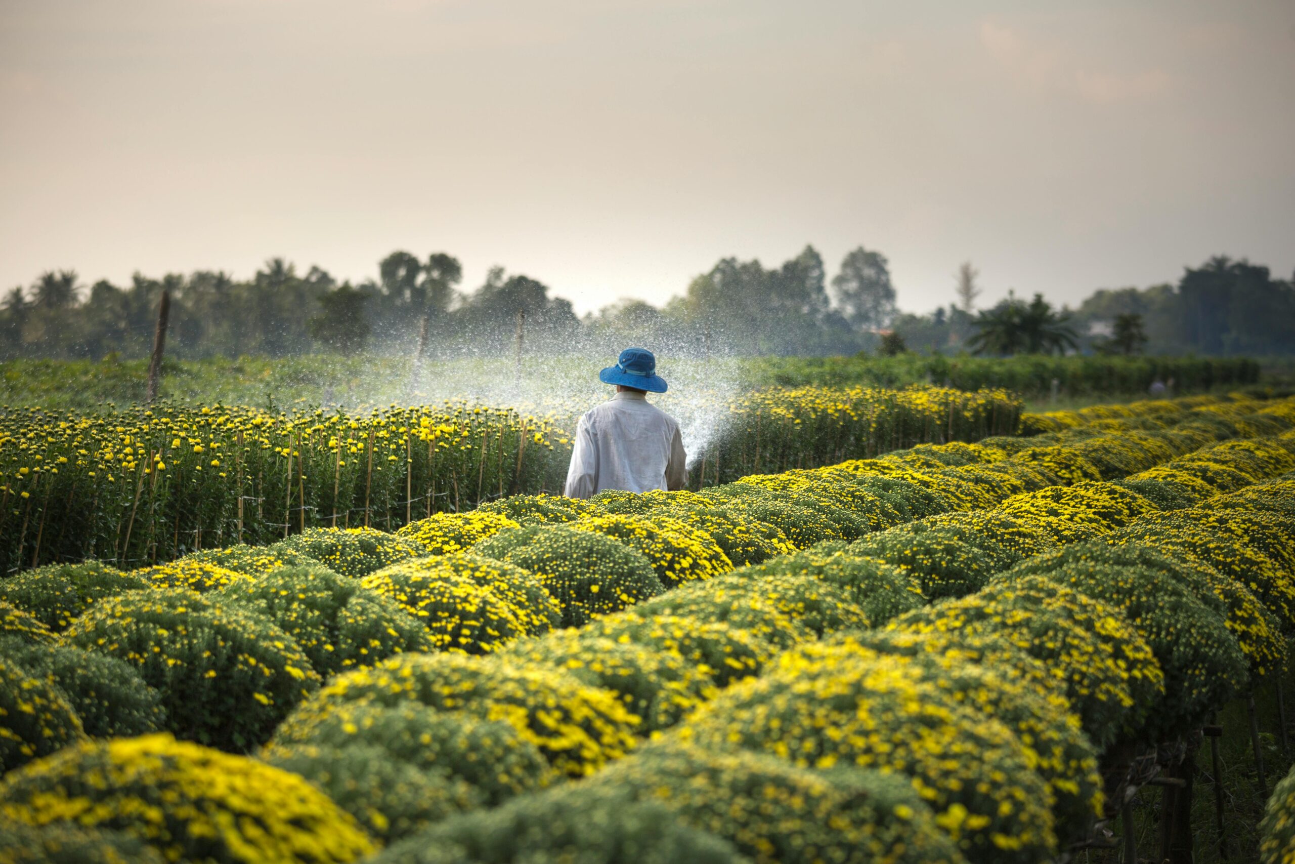 Photo by Quang Nguyen Vinh: https://www.pexels.com/photo/man-wearing-blue-hat-spraying-yellow-flowers-on-field-2132250/