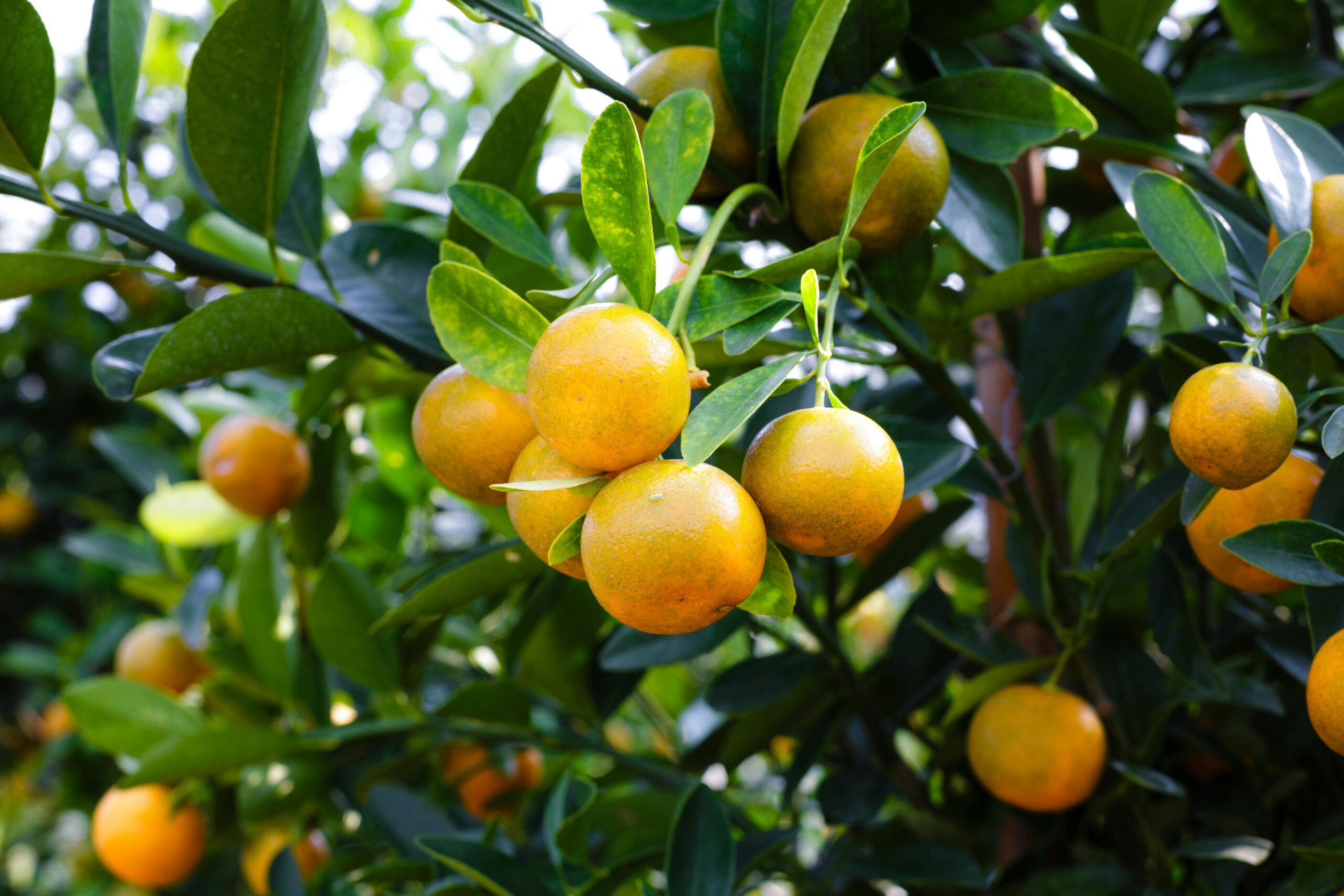 Photo by Quang Nguyen Vinh: https://www.pexels.com/photo/mandarin-fruit-2135677/