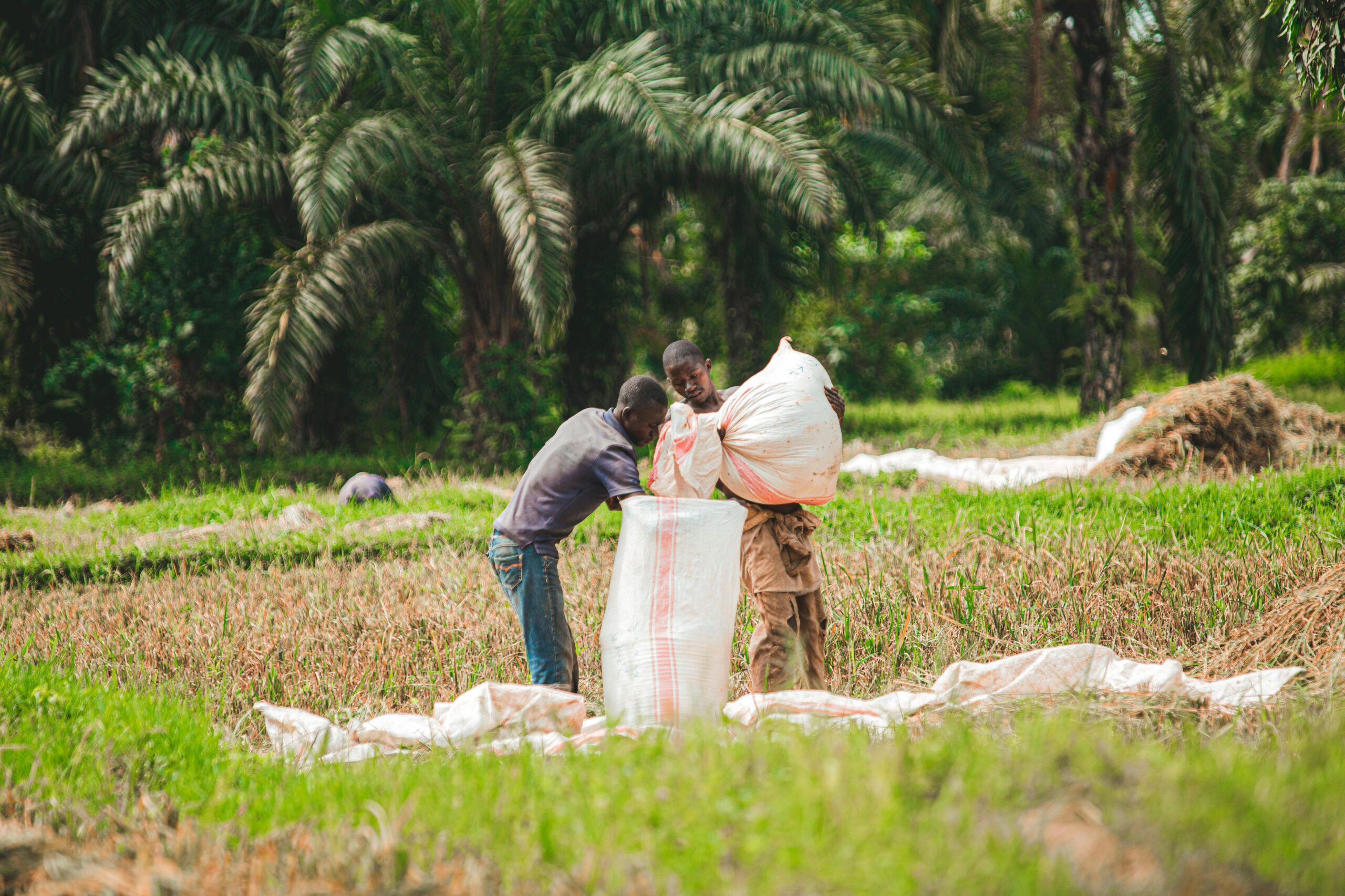 Photo by Safari Consoler: https://www.pexels.com/photo/people-working-on-the-farm-field-11196879/